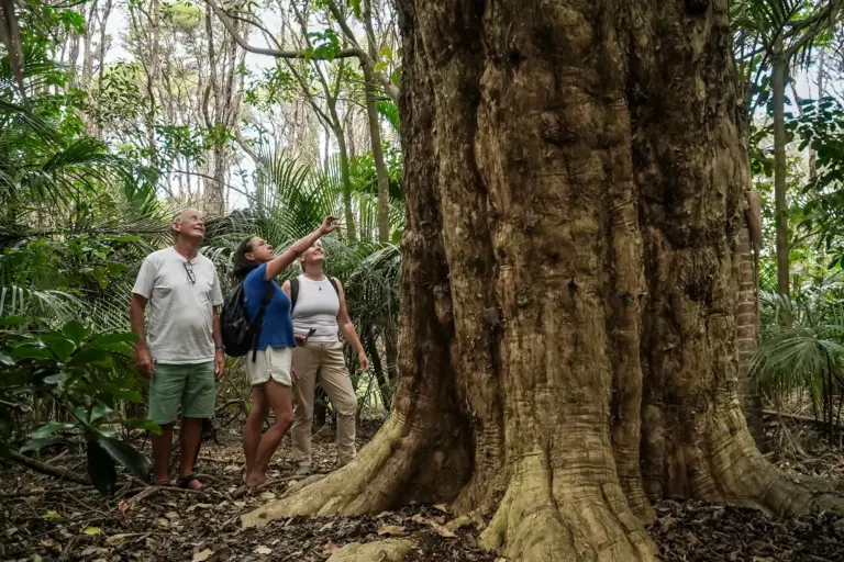 Things to Do in West Auckland: Wild Beaches, Rainforest & Hidden Gems