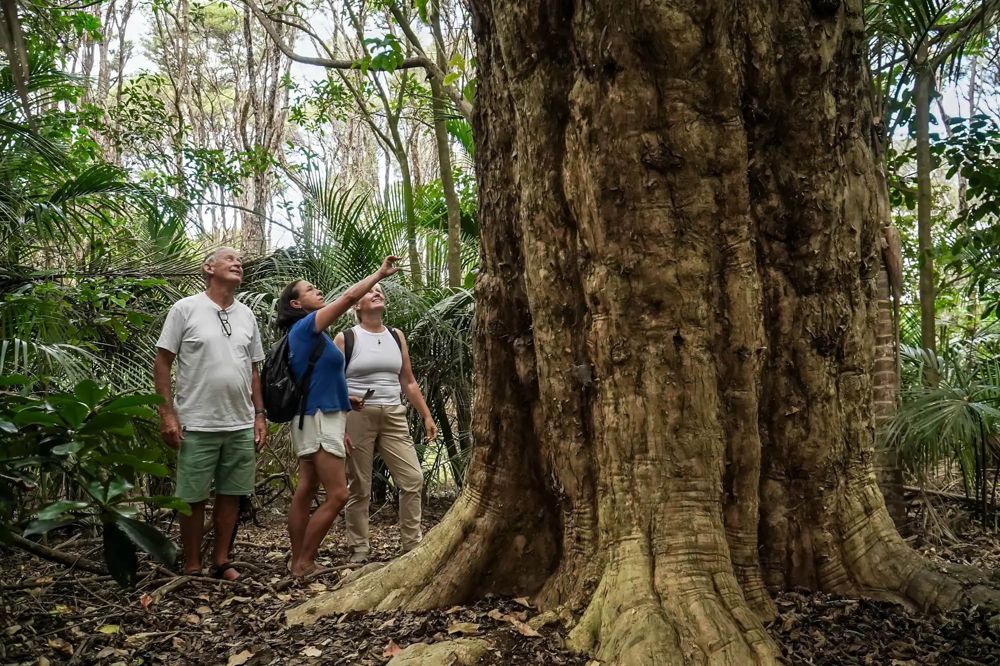 Things to Do in West Auckland: Wild Beaches, Rainforest & Hidden Gems