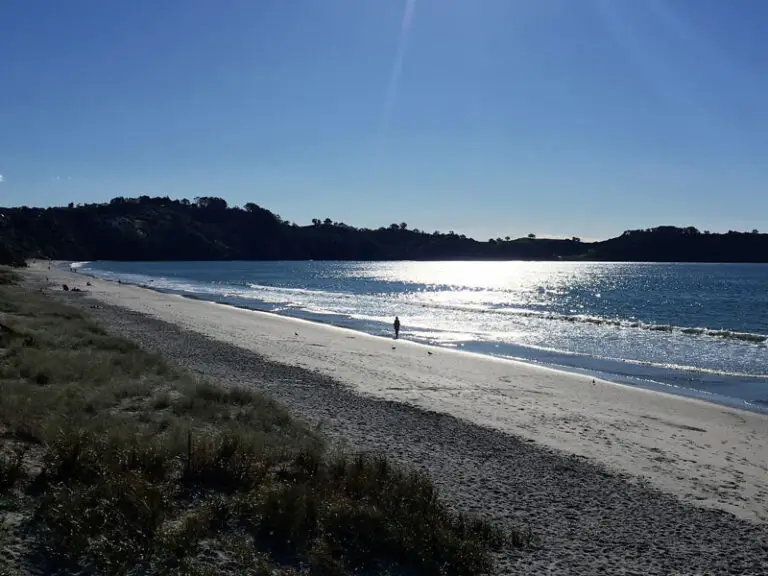 Welcome back to Waiheke