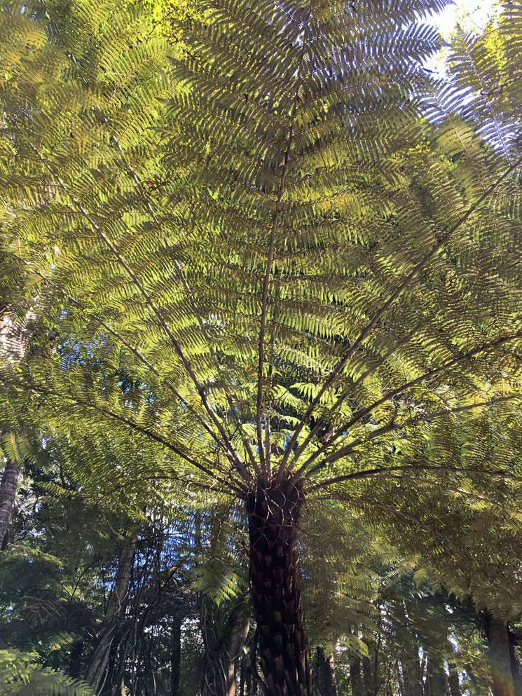 Association of Nature and Forest Therapy Guides and Programs