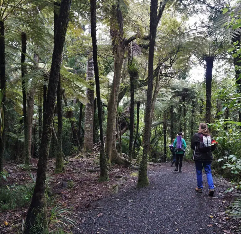 Training as a Nature and Forest Therapy Guide