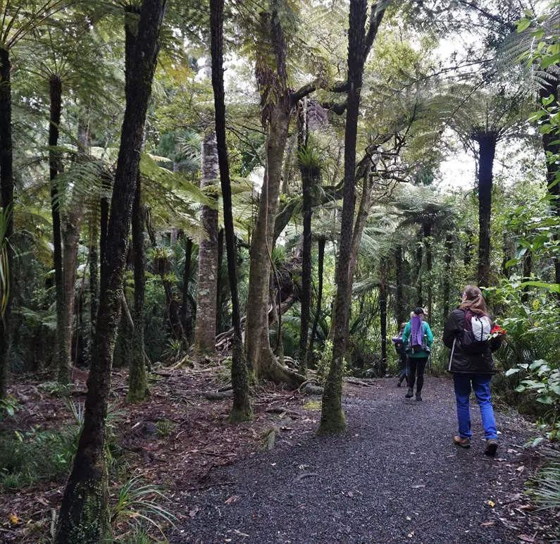 Training as a Nature and Forest Therapy Guide