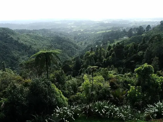Waitakere Ranges, Auckland New Zealand