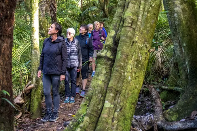 Group walking in Waiheke Island forest