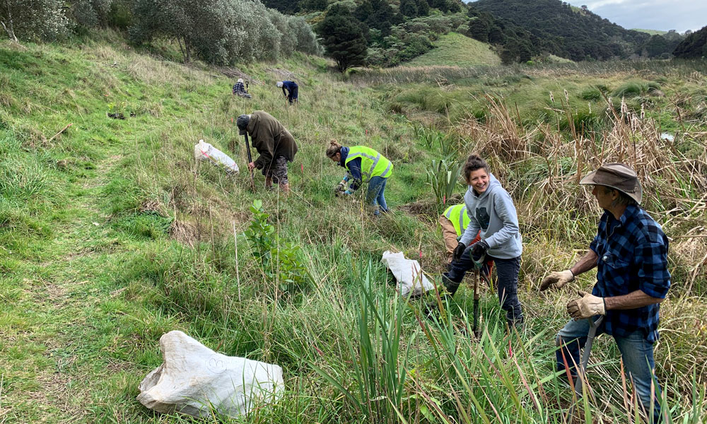 Tree planting at Awaararoa