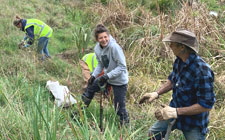 Tree planting