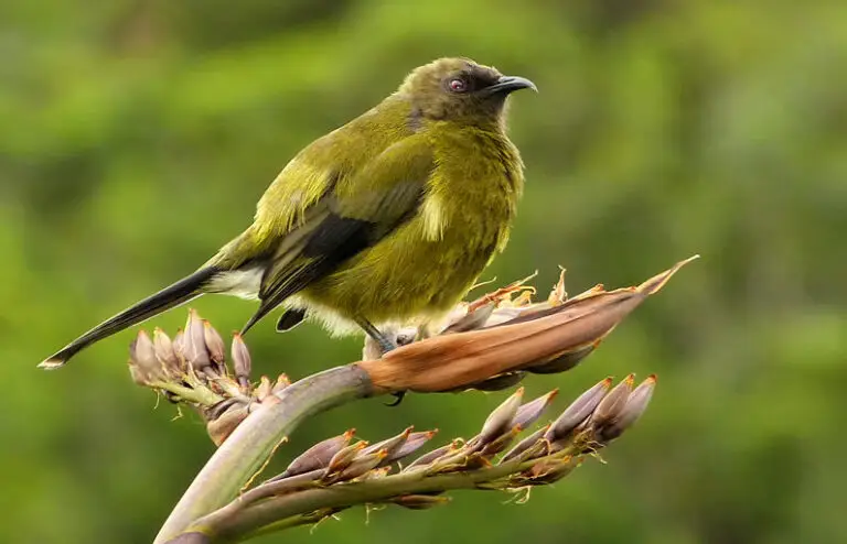 Working together to protect Waiheke Island birds