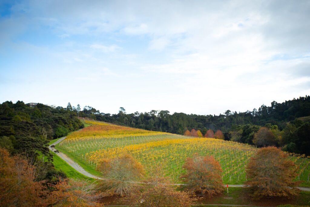 Autumn vineyard rows at Brick Bay, Matakana