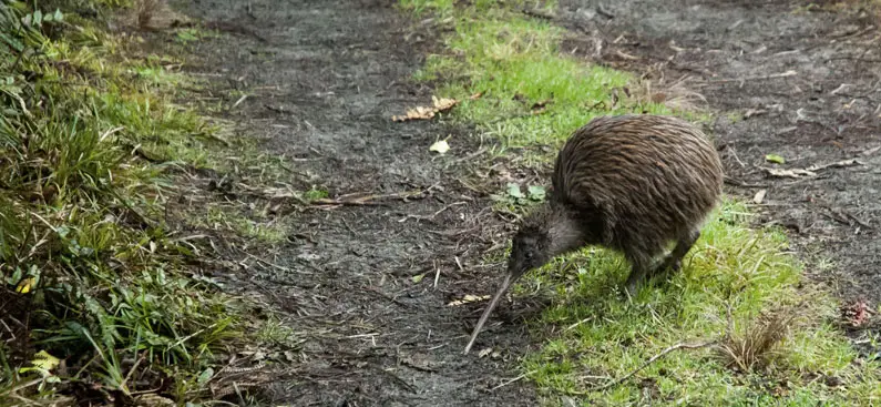 Predator Free Waiheke gets underway