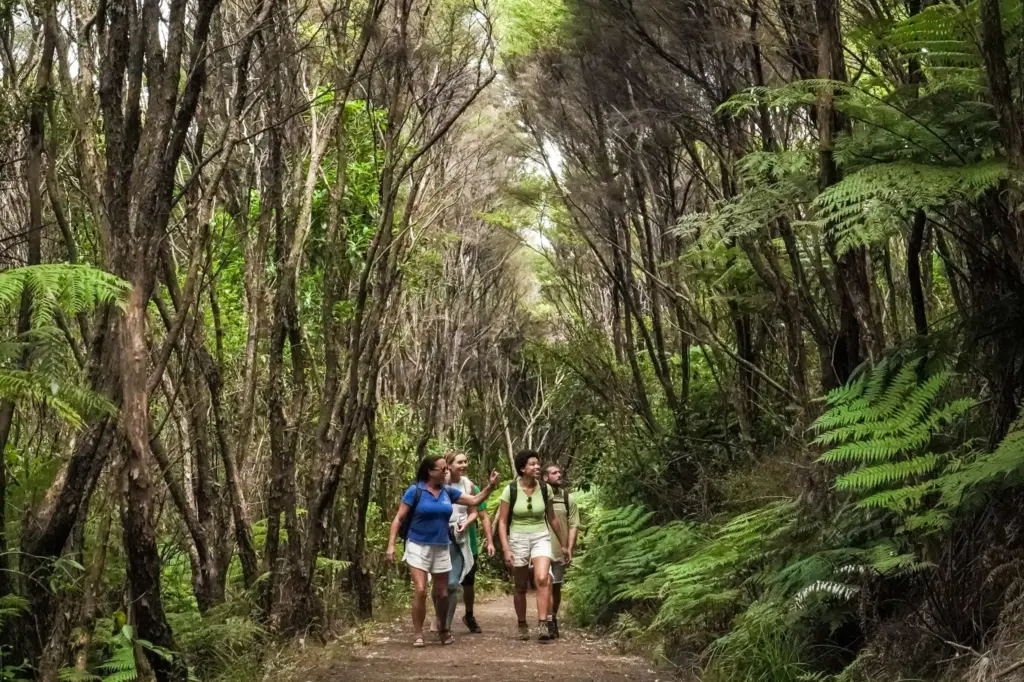 Private group walking a native bush track on the Bush & Beach Walk, Waiheke Island