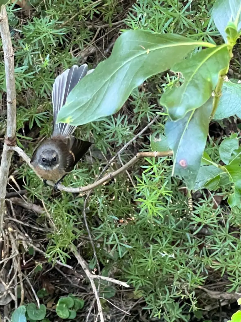 Fantail, Terra & Tide Waiheke Birding & Biking Tour