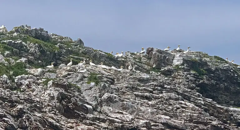 Hauraki Gulf Conservation Cruises with naturalist Olive Andrews