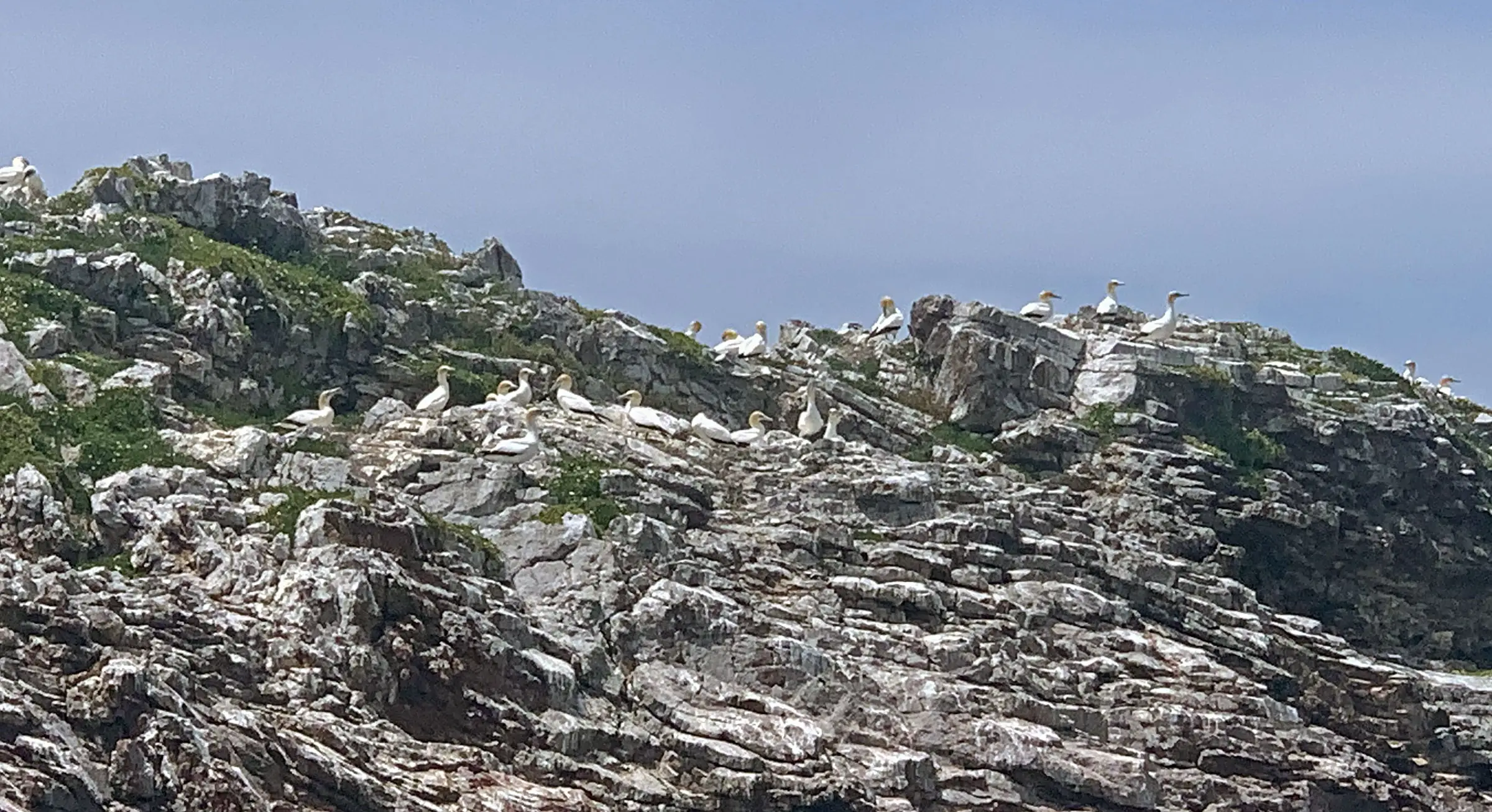 Hauraki Gulf Conservation Cruises with naturalist Olive Andrews