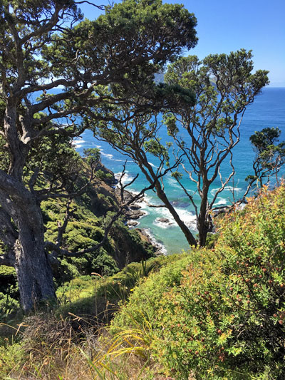 Great Barrier Island with Terra & Tide
