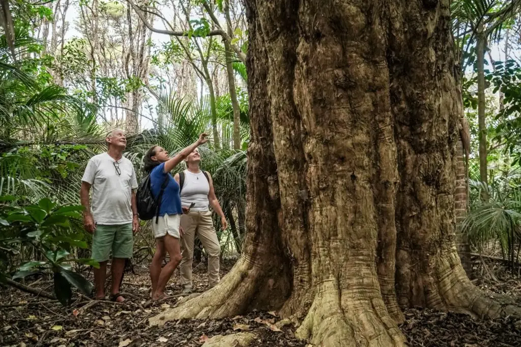 Guests and Guide in Puriri grove, Terra & Tide Private Waitākere Explorer