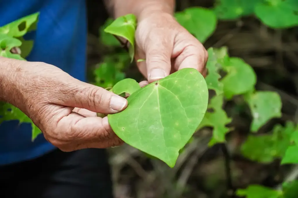 Kawakawa leaf, Terra & Tide Waiheke History & Heritage Tour