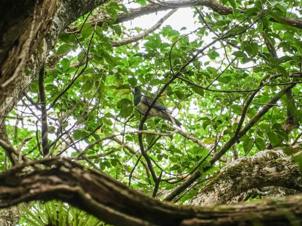 Kererū, the native wood pigeon, in the forest canopy on Waiheke Island