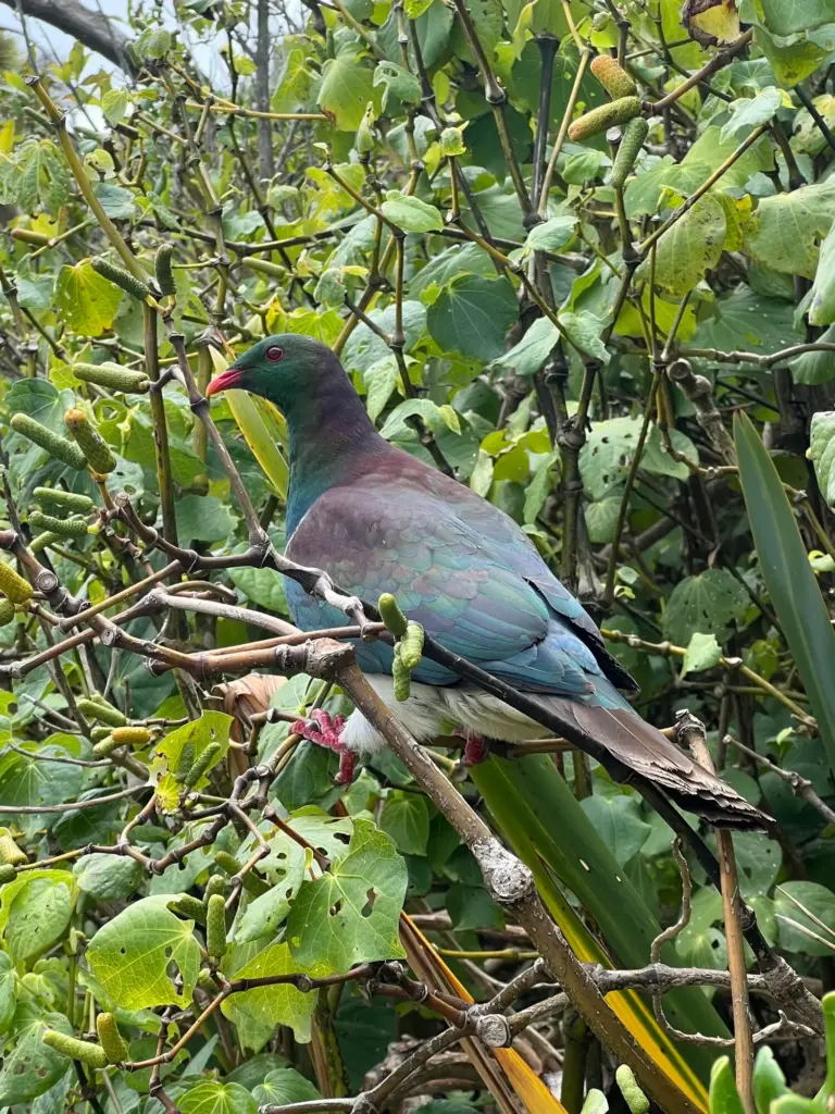 Keruru amongst Kawakawa fruit, Terra & Tide Private Birding Tour