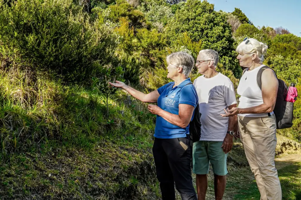 Guides explaining mānuka and kānuka to guests on the walk