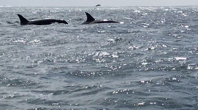 orcas