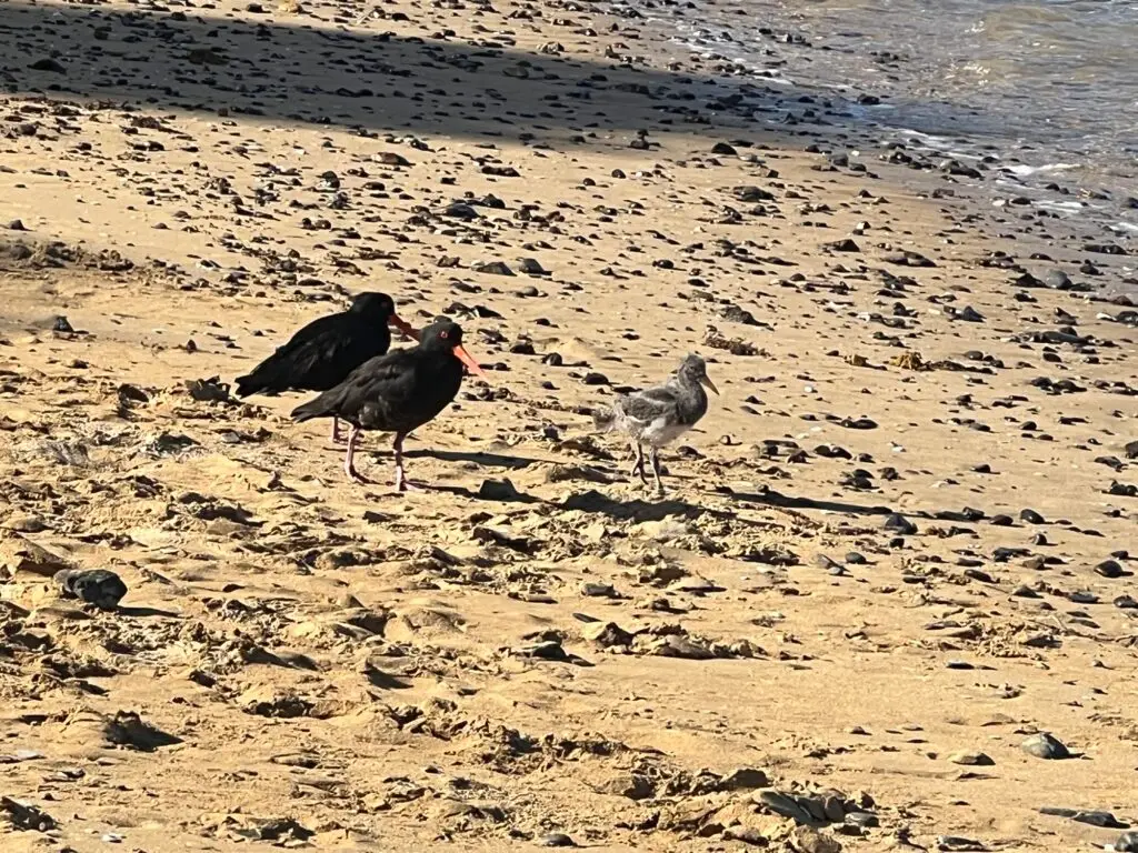 Oystercatchers Parents and Baby, Terra & Tide Private Birding Tour
