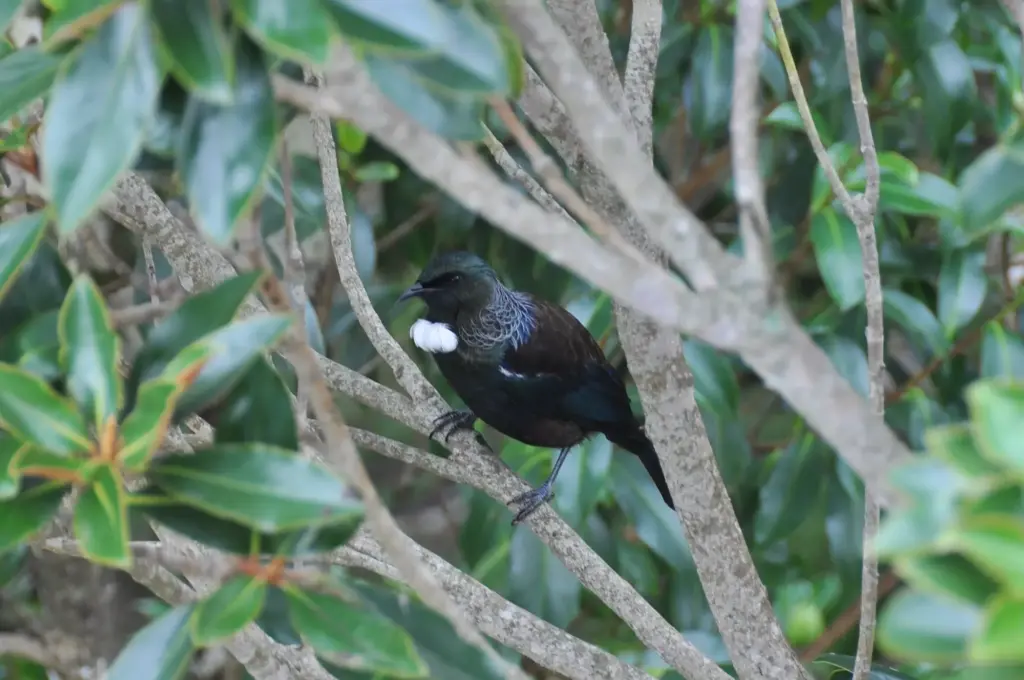 Tui bird in tree