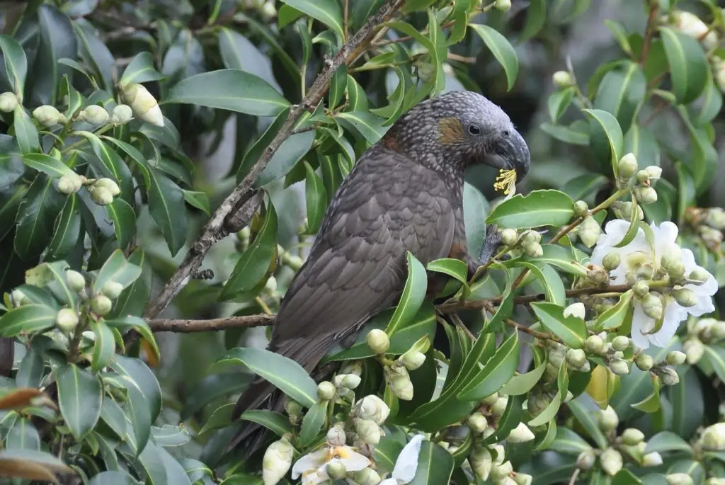 Terra & Tide Private Birding Tour