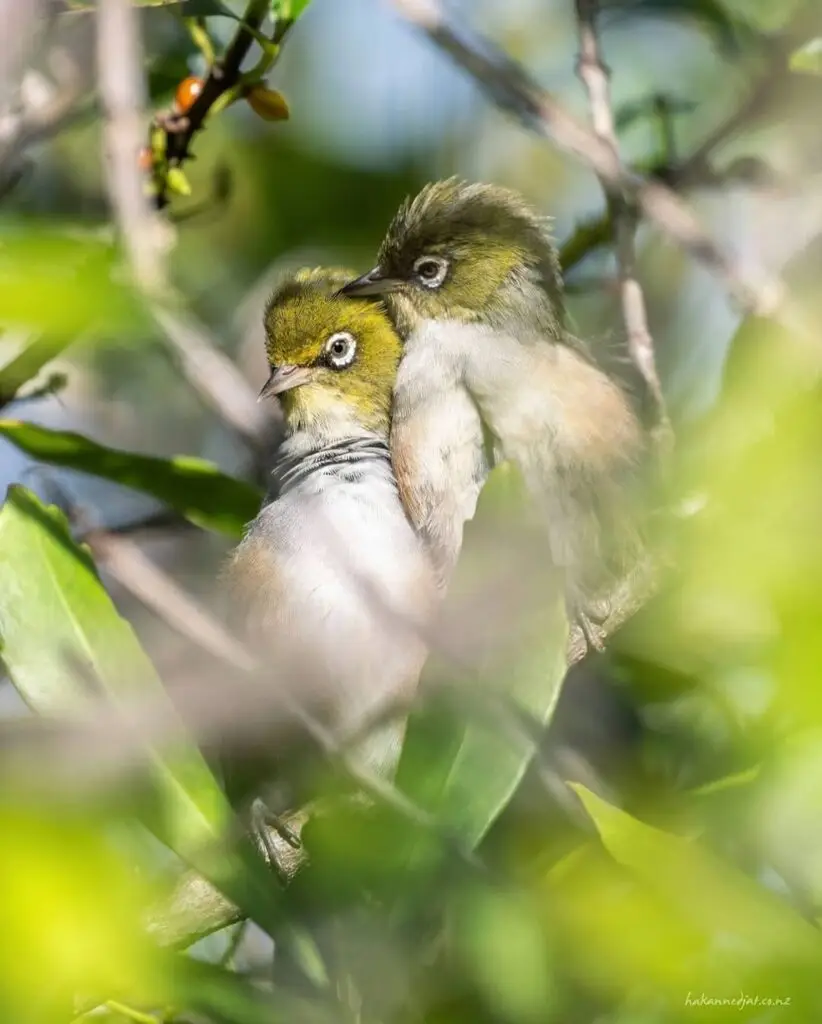Silvereye birds on Waiheke Island