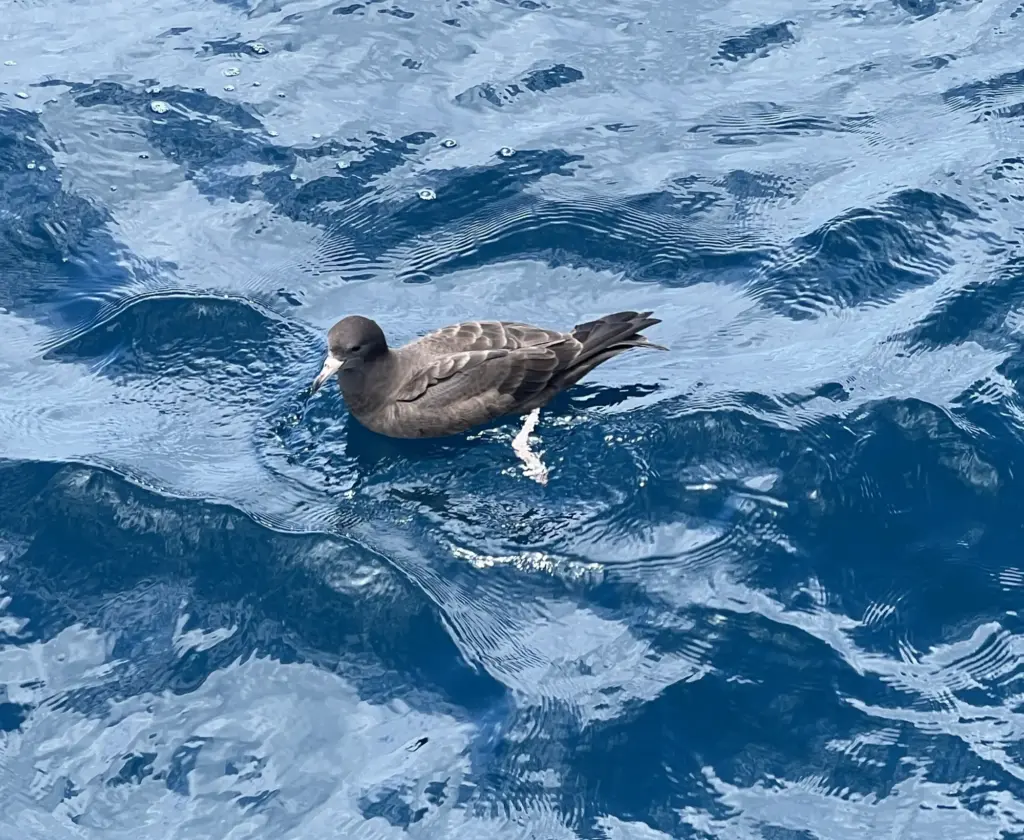 Sooty Shearwater, Terra & Tide Waiheke Birding & Biking Tour