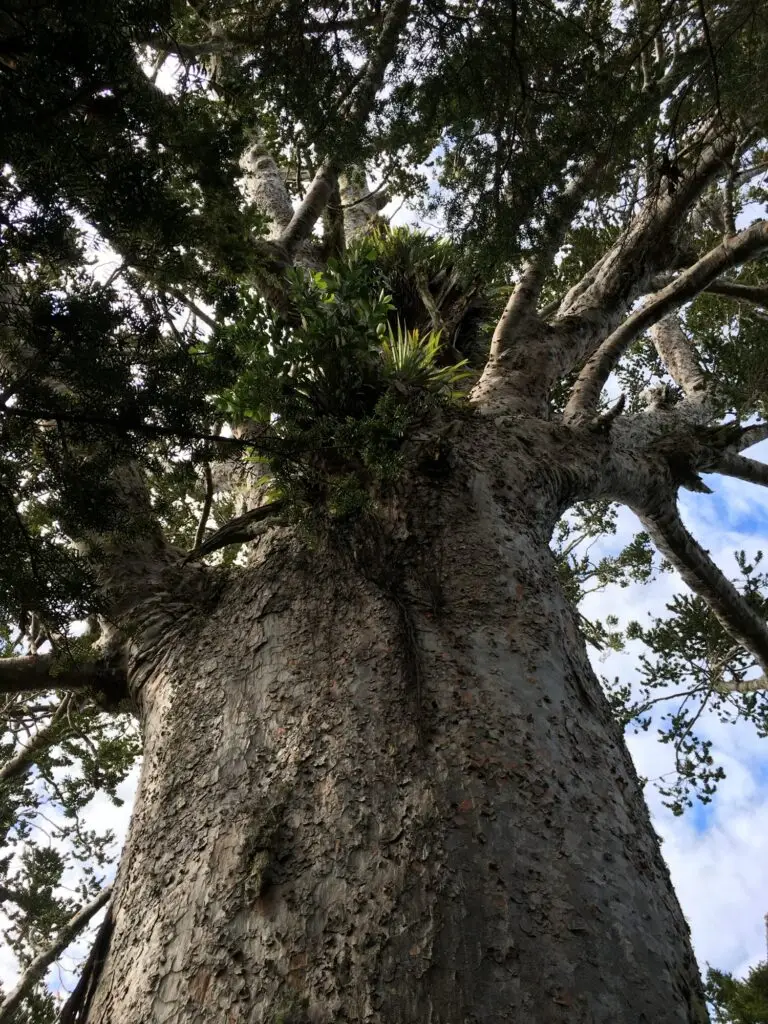 Tane Moana 2nd largest Kauri tree, Terra & Tide Private Tutukaka Explorer Day Tour