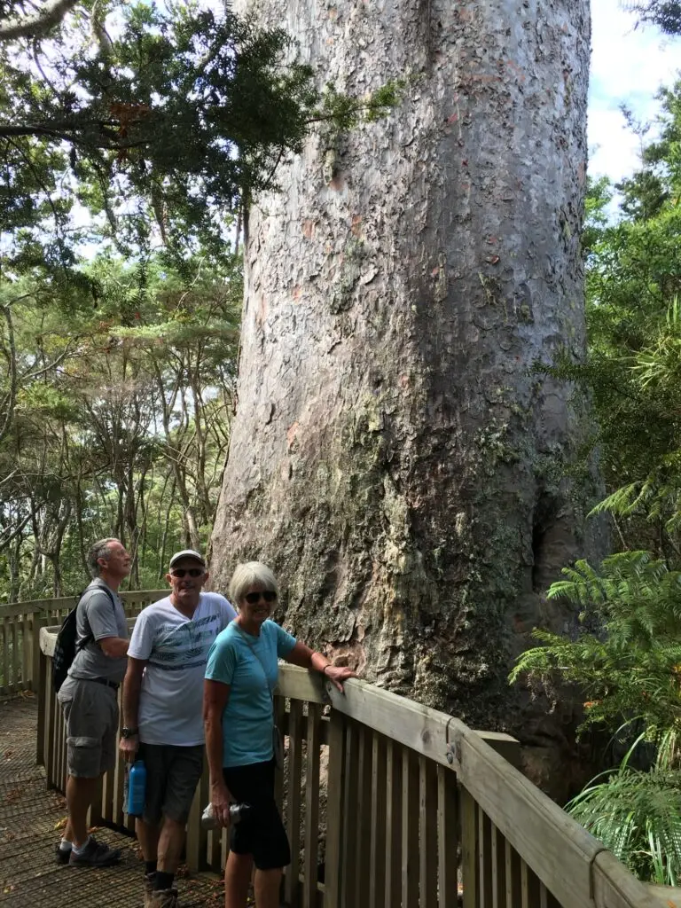 Tane Moana kauri tree with walkers, Terra & Tide Private Tutukaka Explorer Day Tour
