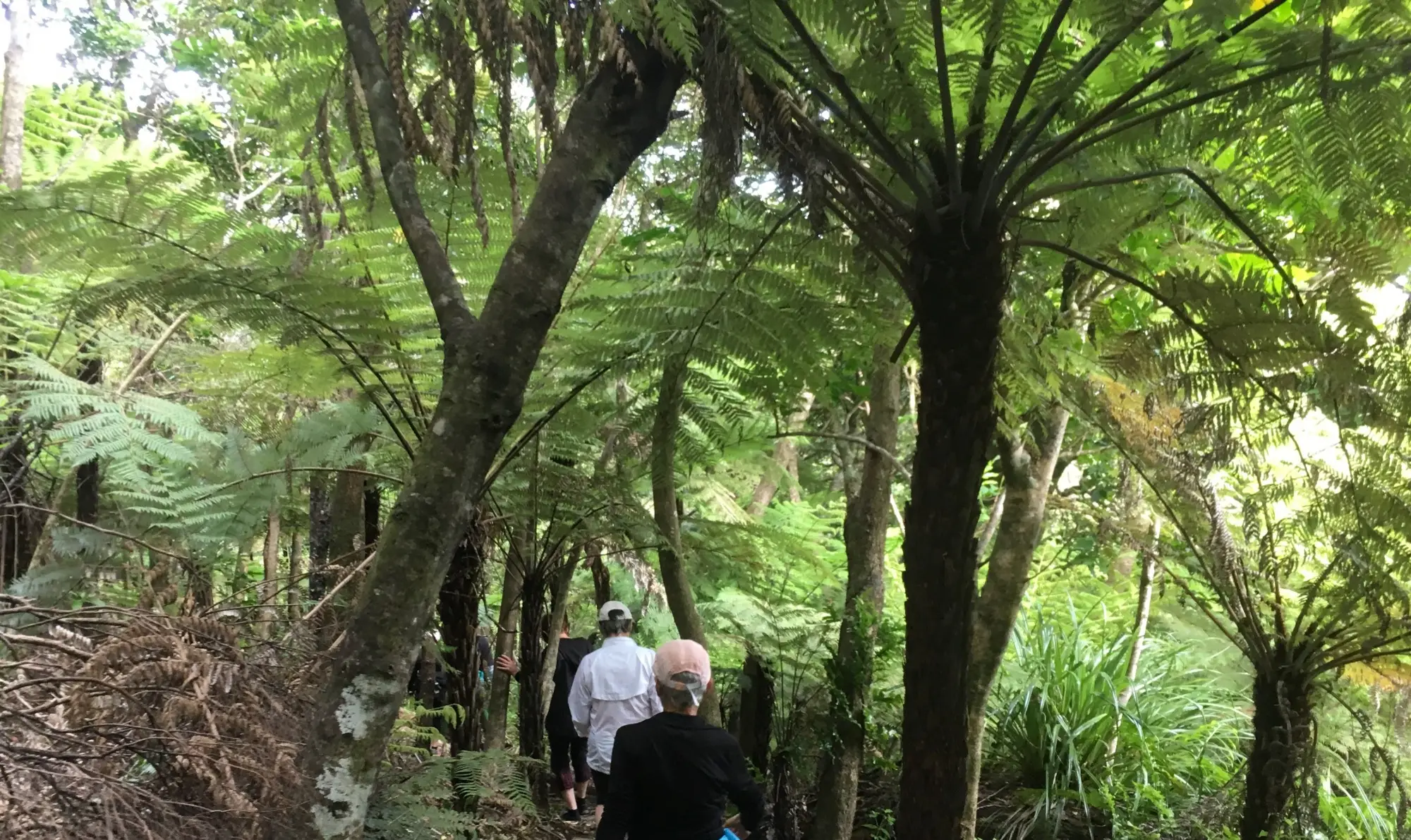 TeAraHura, Terra & Tide Te Ara Hura Walking Tour