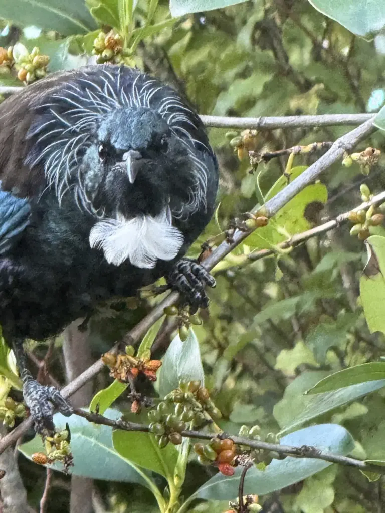 Tui feeding on Coprosma, Terra & Tide Private Birding Tour