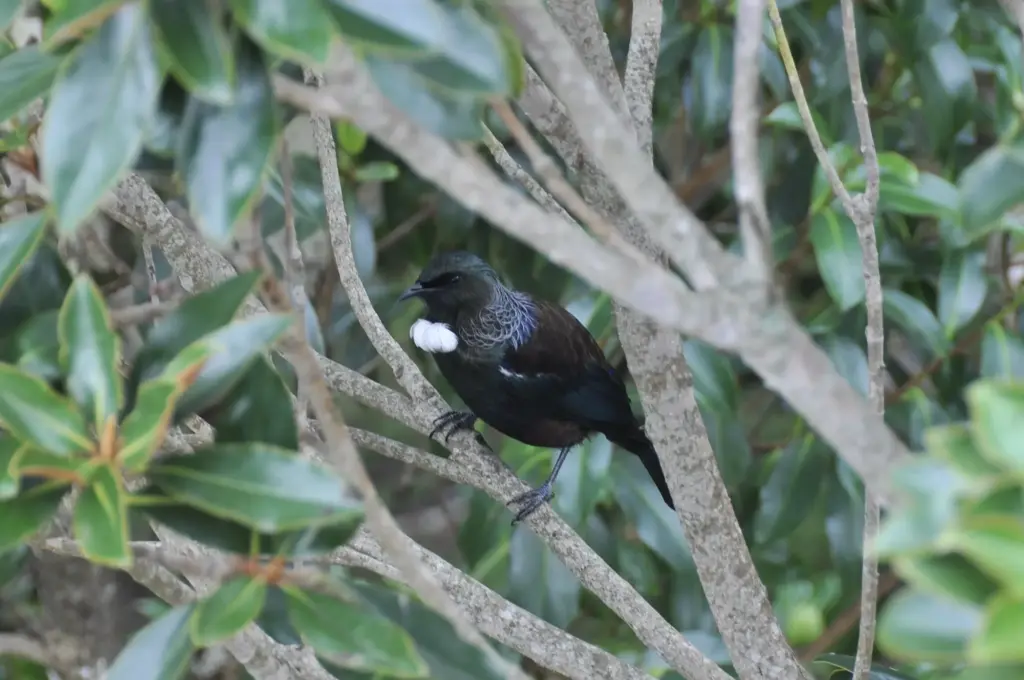 Tūī in native bush on Waiheke Island (photo: Kavin King)