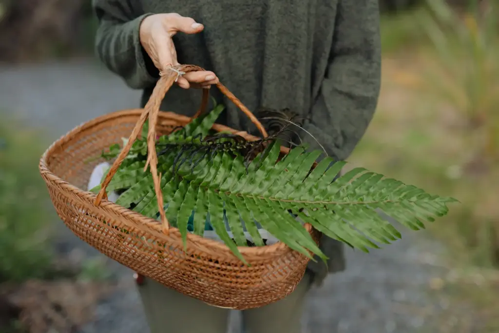 A basket of fern fronds gathered on a Velskov foraging walk