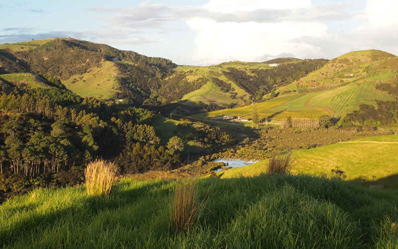 So many Waiheke greens, accentuated by the shaded foreground