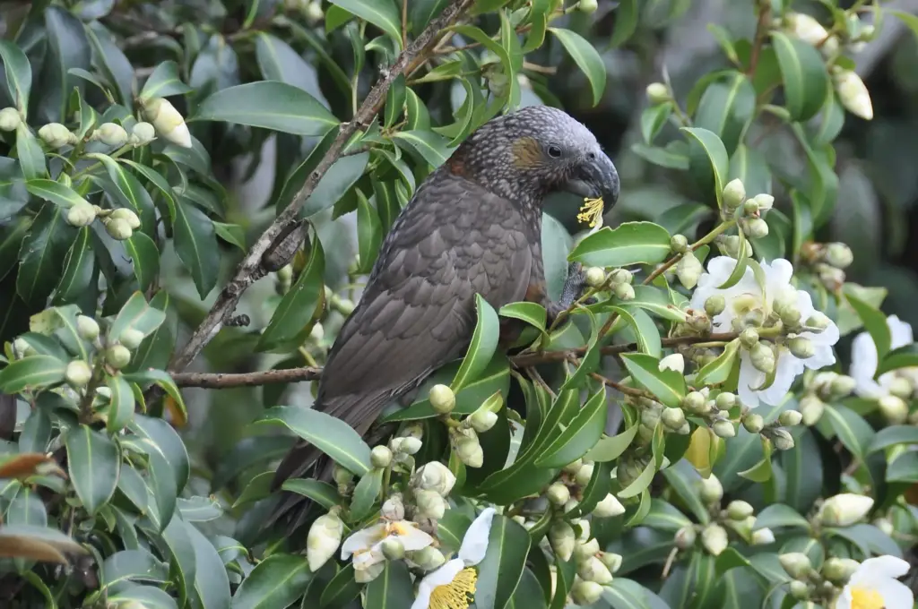 Terra & Tide Waiheke Birding & Biking Tour