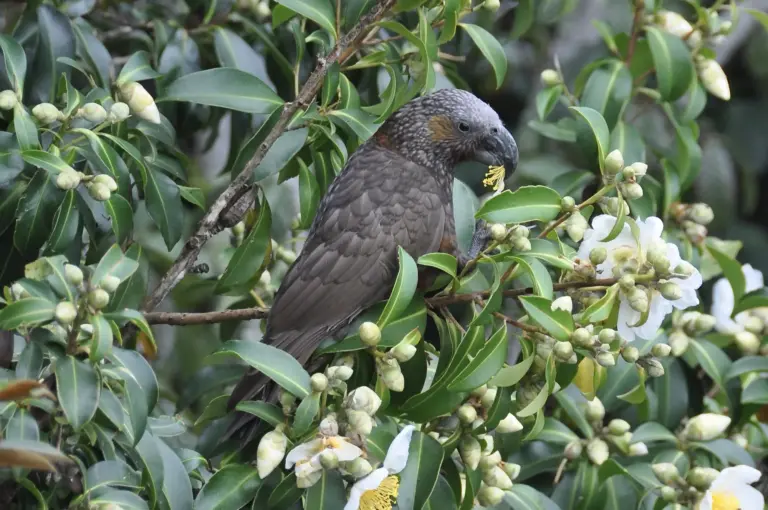 Terra & Tide Waiheke Birding & Biking Tour