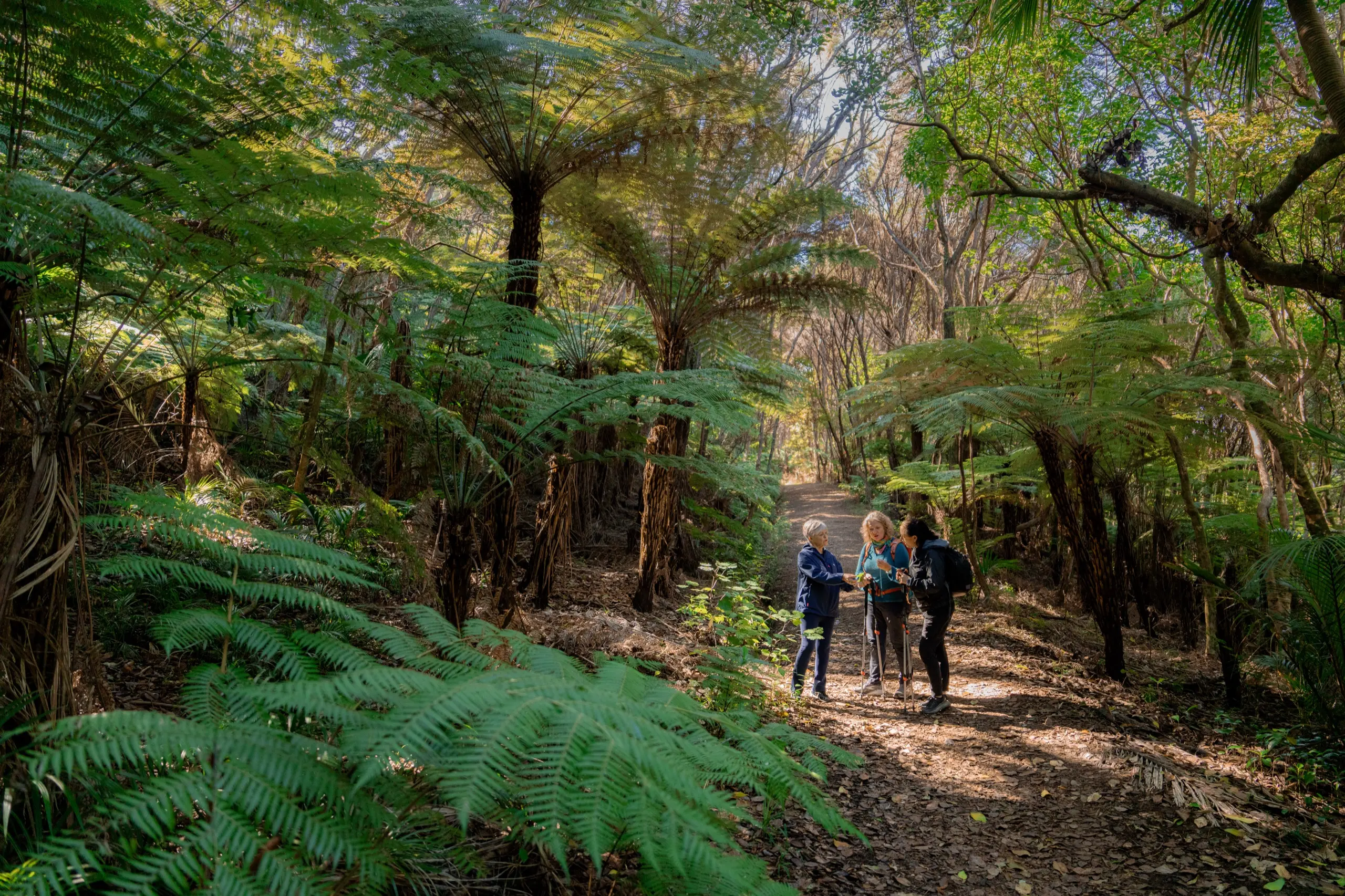 Walking group among tree ferns on a Waiheke Island forest track