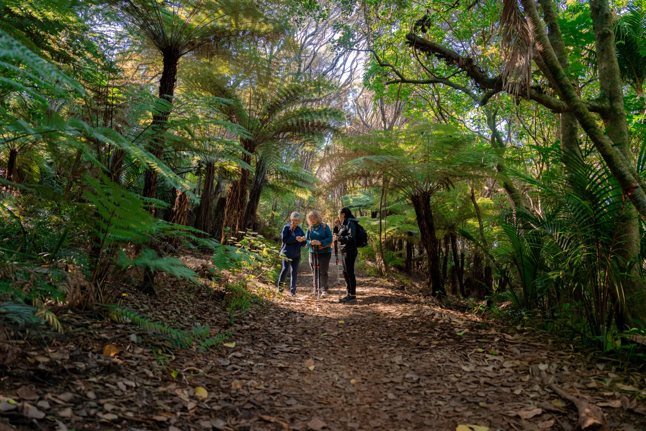 Group walking through fern forest on Waiheke Island with Terra & Tide