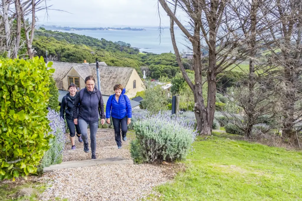 Walkers arriving at Mudbrick Vineyard on a guided walk