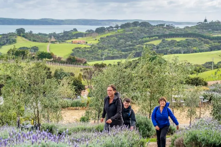 Walkers at Mudbrick, Terra & Tide Waiheke Island