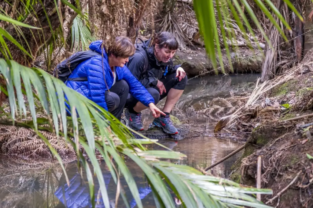 Walking, Terra & Tide Private Forest Bathing Walk