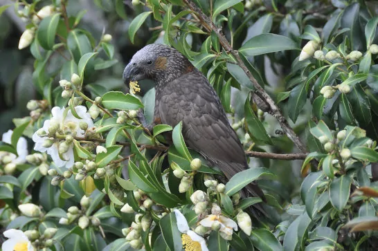 Kaka in trees Waiheke Island