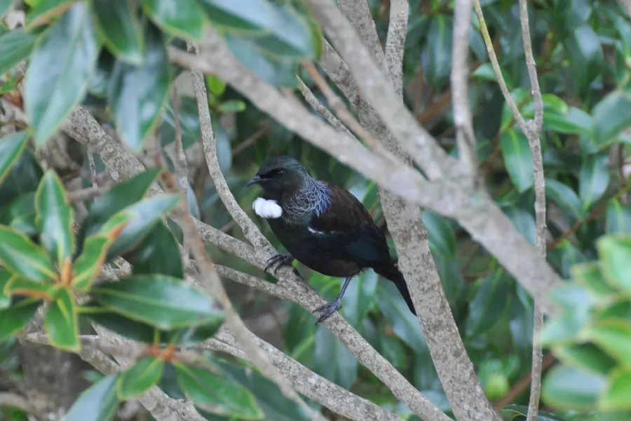 Tui_photo_credit_Kavin_King_lg